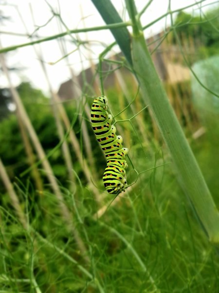 Papillon. CHENILLE de MACHAON. Lépidoptère Famille des Papillionidaes. Nourissage sur fenouil. Jardin Fay. BRUNO GODET